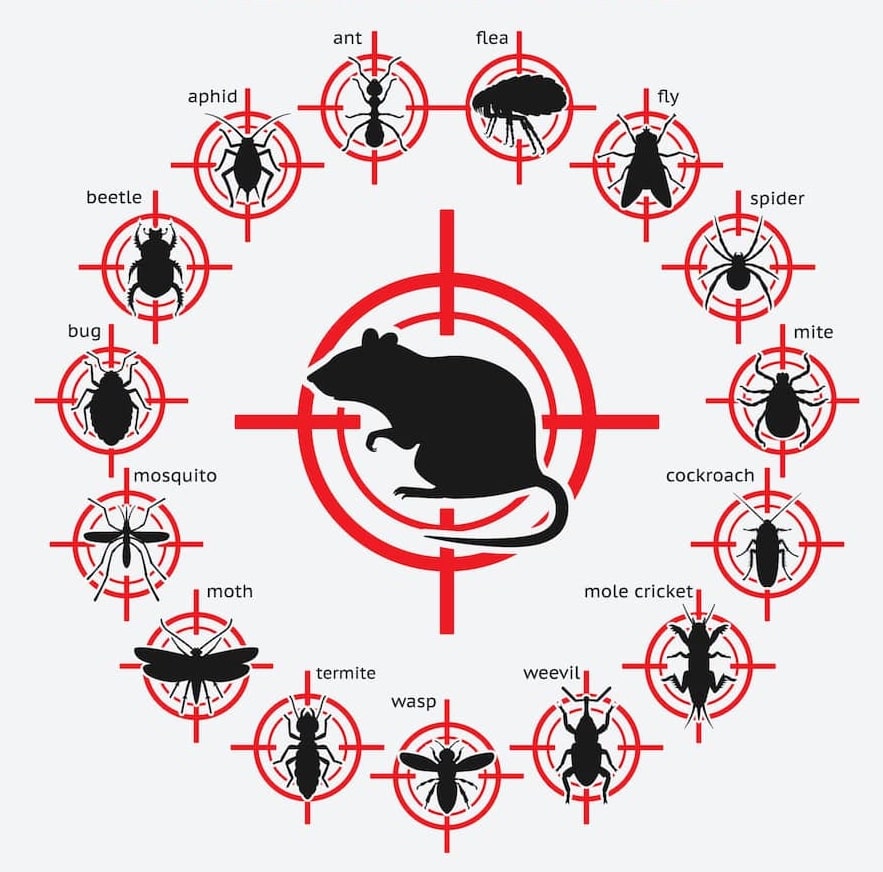 Pests we treat: ant, flea, fly, spider, mite, cockroach, mole cricket, weevil, wasp, termite, moth, mosquito, bug, beetle, aphid, and more